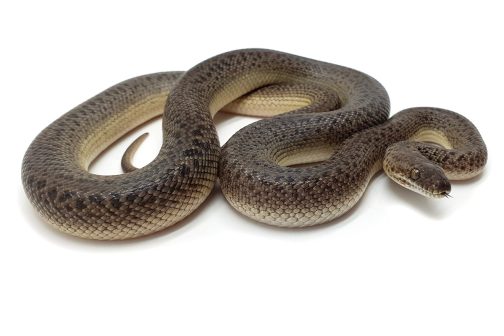 M21-193 Male Granite Mac