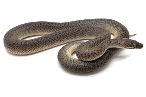 M21-194 Male Granite Mac