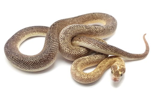C20-001 Male Marble