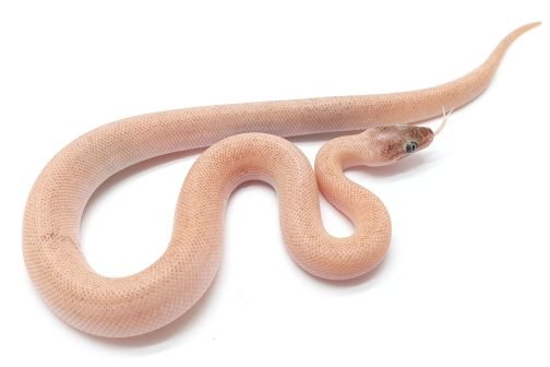WS Marbled Children's Python - Image 5