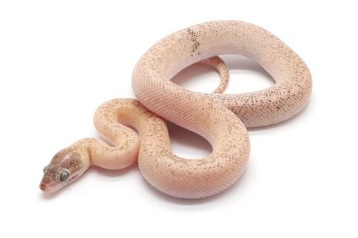 C23-062 Marble Children's Female