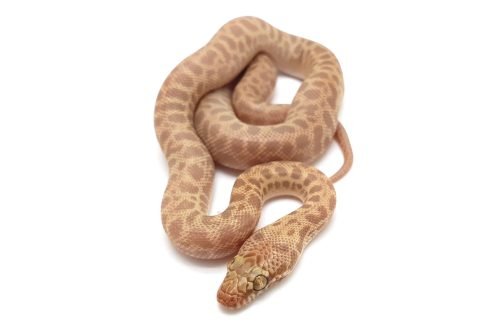WS T+ Children's Python