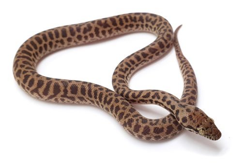 C23-189 Leopard Children's Male