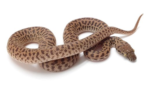 C23-191 Leopard Children's Male