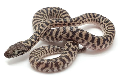 K23-008 Pygmy Banded Stimmy Female