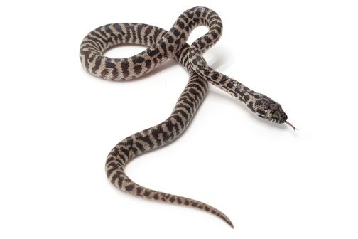 K23-010 Pygmy Banded Stimmy Female