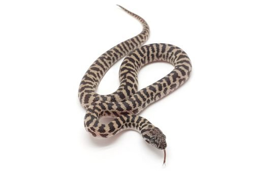 K23-012 Pygmy Banded Stimmy Male
