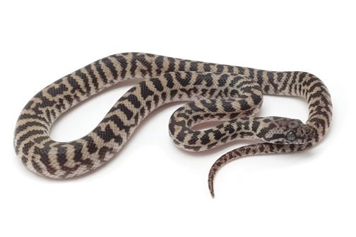 K23-024 Pygmy Banded Stimmy Female