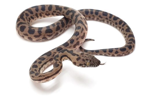M23-205 Tableland Mac Male