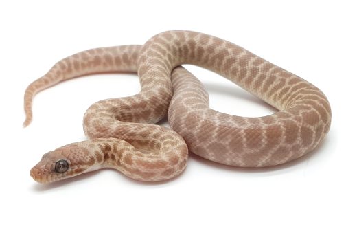 S23-016 T+ Stimsons Male