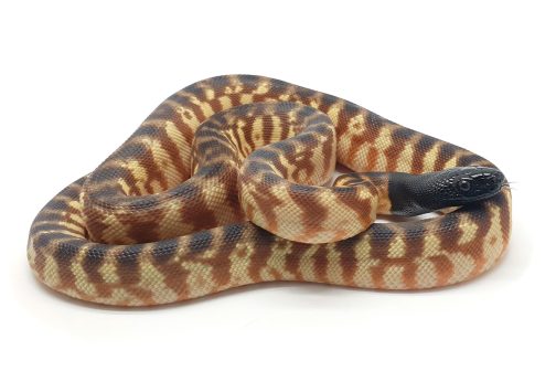 BH23-010 Black Head Male (100% Met Axanthic)
