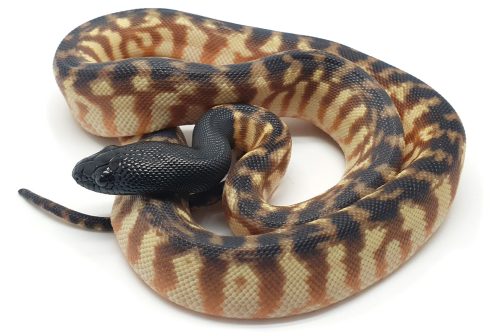 BH23-002 Black Head Male (100% het Axanthic)