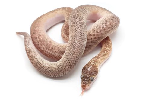 C22-011 Marble Children's Male