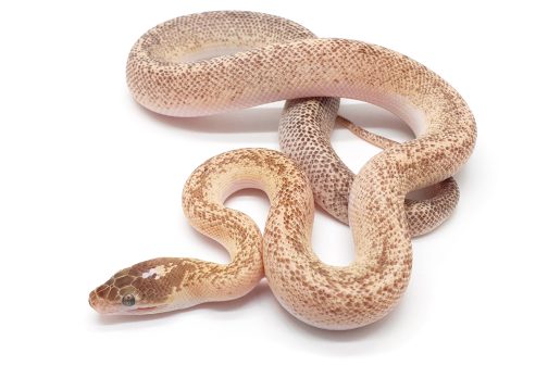 C22-065 Marble Children's Male