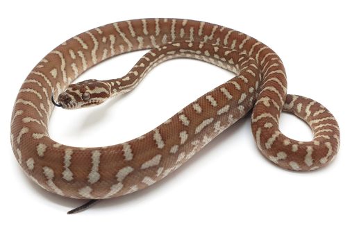 MB23-002 Hypo Bredli Male