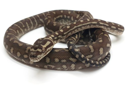 MB23-005 Classic Bredli Male