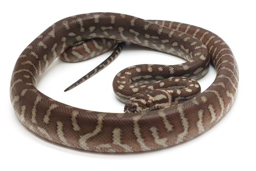 MB23-006 Hypo Bredli Male