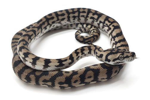 WS Black & White Jungle