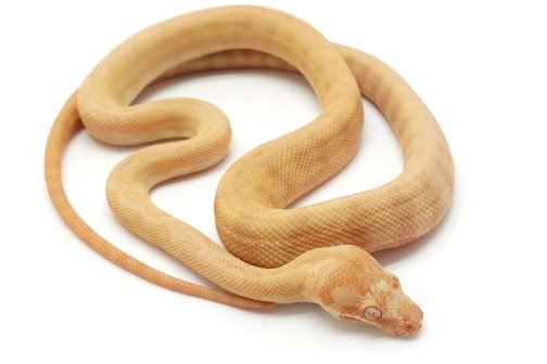MV23-001 Albino Darwin Female