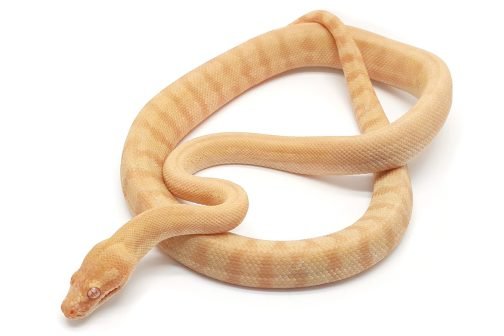 MV23-002 Albino Darwin Male