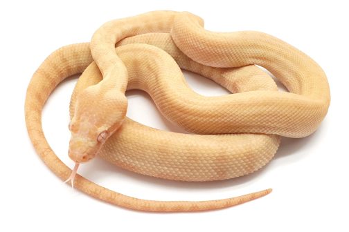 MV23-003 Albino Darwin Male