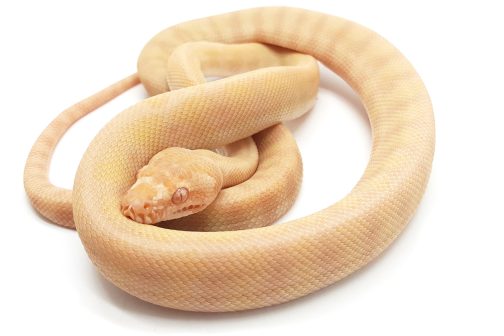 MV23-004 Albino Darwin Female