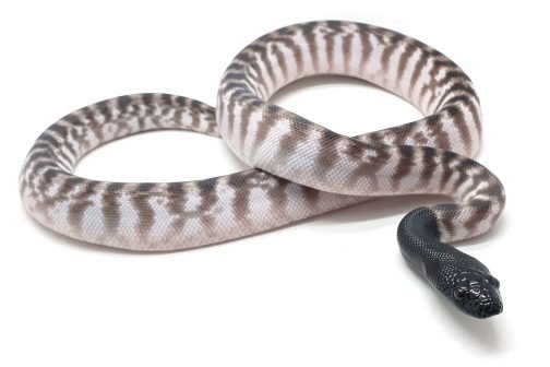 BH23-003 Black Head Axanthic Male