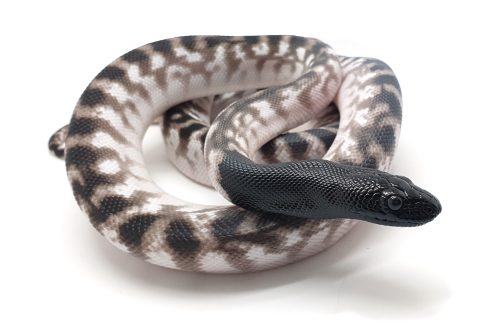 BH23-004 Black Head Axanthic Male