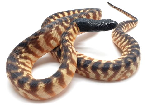 BH23-006 Black Head Female (100% het Axanthic)