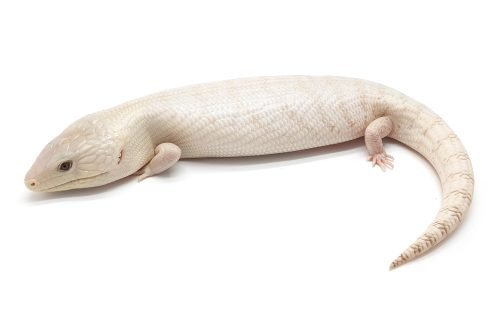 BT-1 White Blue Tongue