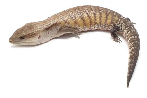 BT-7 100% het White Blue Tongue