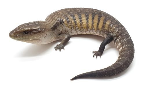 BT-9 100% het White Blue Tongue