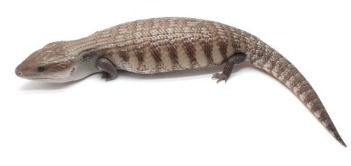BT-8 100% het White Blue Tongue