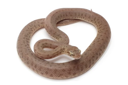 C23-200 Yellow Children's Female