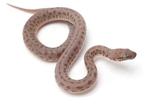 C23-231 Yellow Children's Female