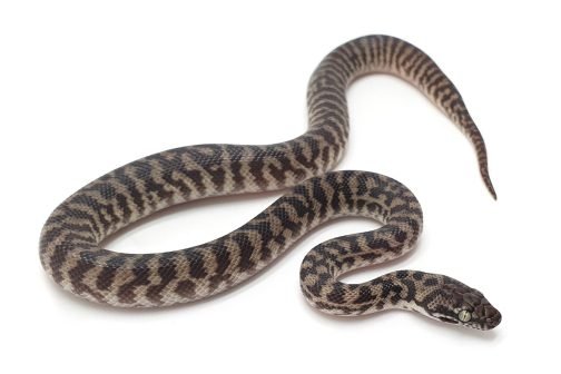 K23-002 Pygmy Banded Stimmy Female