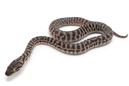 K23-004 Pygmy Banded Stimmy Male