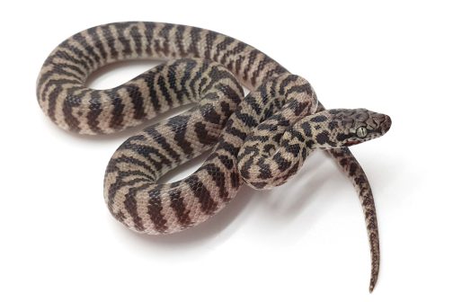 K23-013 Pygmy Banded Stimmy Male