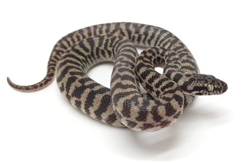 K23-016 Pygmy Banded Stimmy Female