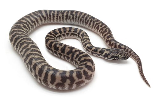 K23-026 Pygmy Banded Stimmy Male
