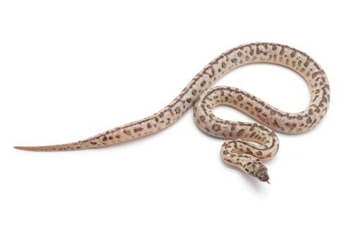 M23-005 Platinum Mac (ocelot) Female