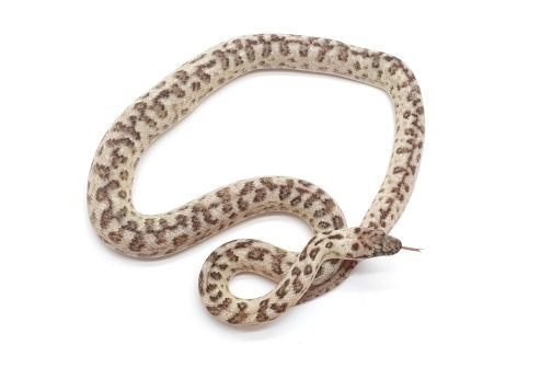 M23-010 Platinum Mac (ocelot) Male