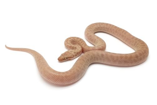 C23-127 T+ Childrens Female
