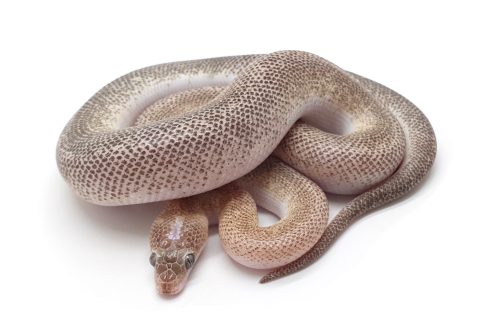 WS Marbled Children's Python - Image 2