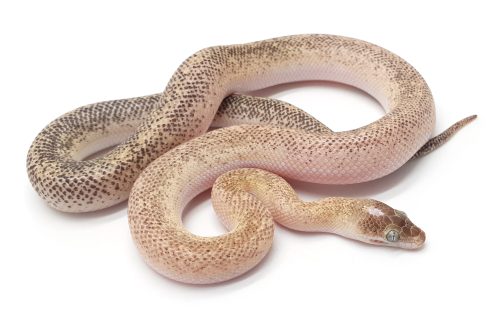 WS Marbled Children's Python - Image 3