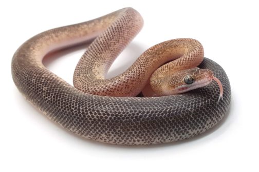 WS Marbled Children's Python - Image 4