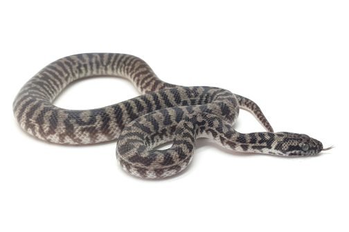 K23-023 Pygmy Banded Stimmy Male