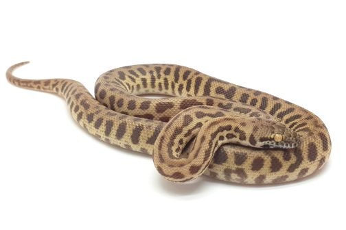 S23-006 Female NSW Stimsons