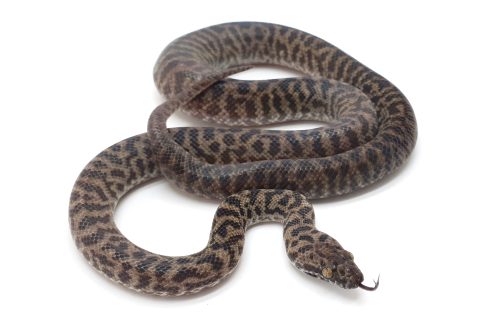 WS Spotted Python Normal