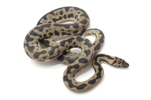 M23-155 Tableland Mac Male